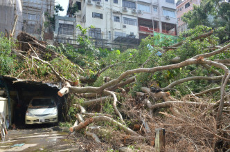 叶先生的停车场被大树压毁。
