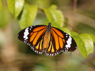 虎斑蝶。綠色力量圖片
