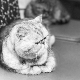陪伴卫诗雅17年的爱猫「阿MI」近日离世。