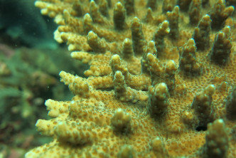 白腊仔的鹿角珊瑚。渔护署提供