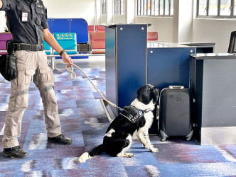 机场保安犬一发现爆炸品、枪械及弹药，就会马上静止停下，代表找出危险品。王诗颖摄