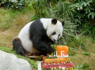 海洋公园亦为园内大熊猫安安、盈盈和乐乐庆祝生日。海洋公园图片