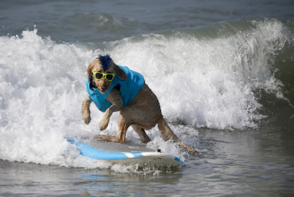 有狗狗順利又瀟灑地衝浪到岸邊。AP圖片