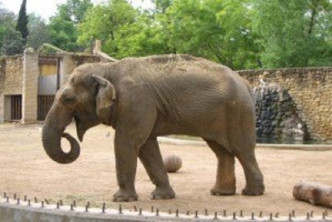 西班牙被稱為「世界上最悲傷的大象」獨囚43年後死。網上圖片