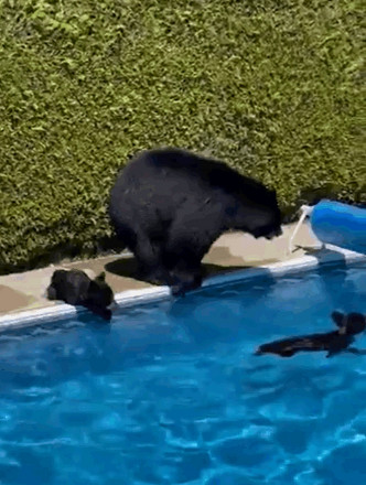 母熊就在池邊照顧兩熊。twitter