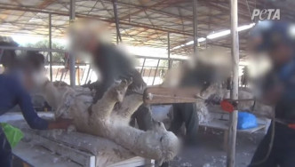 秘鲁羊驼惨遭虐待剃毛。影片截图