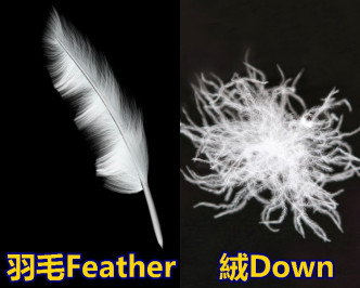 如果一條條的「羽毛」較多，含絨量相對較低。