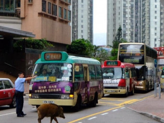 警方截停马路车辆引回野猪上山。（图片来源：区议员林琳）