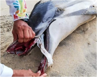 條紋原海豚身體多處遭受重擊，魚鰭亦受傷斷裂。
