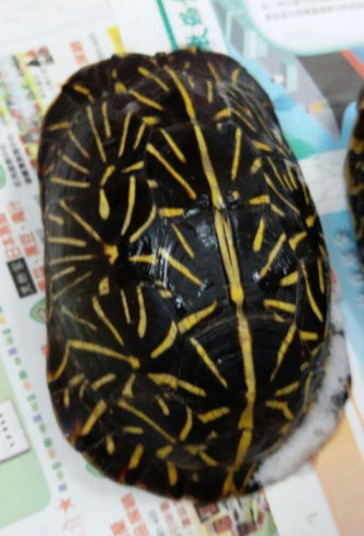 佛羅里達箱龜。受訪者提供