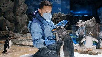 护理员特别留意企鹅的呼吸及心跳。 海洋公园提供