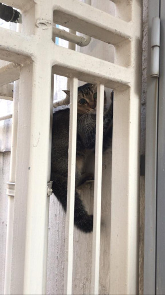猫咪，被困在F座九楼的外墙水管罅隙中。李小姐提供