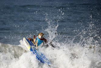 一隻參賽狗狗在衝浪板上輕鬆乘風破浪。AP圖片