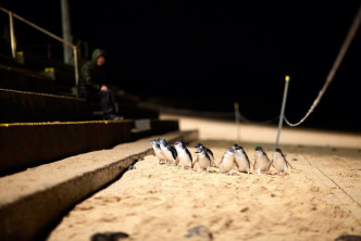 Phillip Island Nature Park FB圖片