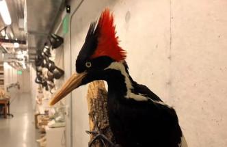 象牙喙啄木鳥（ivory-billed woodpecker）