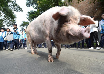 猪坚强被安置至建川博物馆度过馀生。网图
