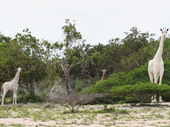 肯尼亞兩隻稀有白色長頸鹿被殺，據悉全球現只有一個。Hirola Conservation Center
