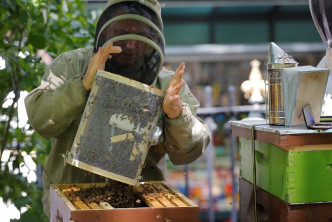 科特表示，要迅速将蜜蜂搬走，避免它们在容器内受压。
