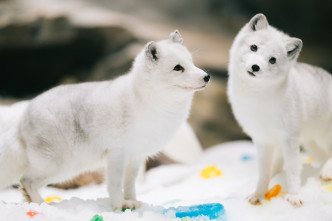 海洋公园护理员为北极狐布置了彩色冰粒装饰和滋味小食。