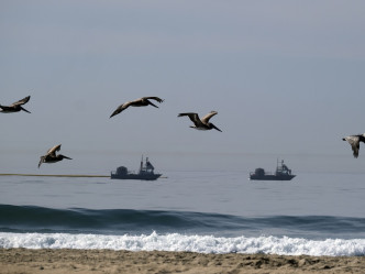 泄漏的原油冲到海岸。AP图