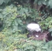 鹭鸟在树上筑巢。影片截图