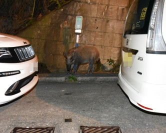 野猪家族疑黄竹坑「搵食」，遇警即逃走。