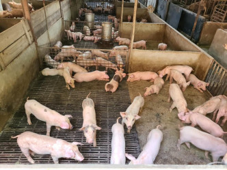 幸存的猪只亦可能因不洁水质而受感染。陈月明fb图片