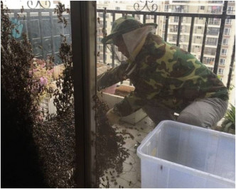 养蜂人将蜜蜂引到透明胶箱内。