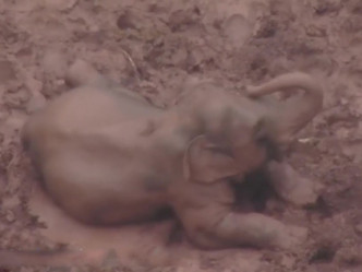 大象不时用鼻子卷起被雨水打湿的泥巴给自己的身体乾洗一下。
