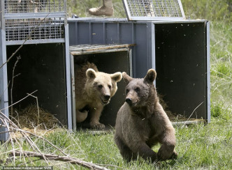 Dasha生下兩個棕熊BB Luka和Coco 。網圖