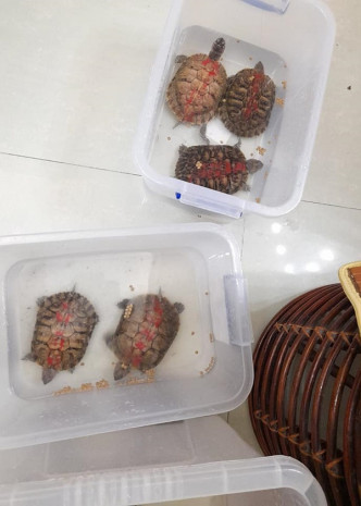 关注组带走救助40多只被放生龟只。香港弃龟关注组facebook图片