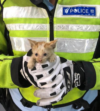 小猫获救出。图:警方fb