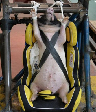 活猪被绑在汽车座位上进行测试。国际耐撞性杂志