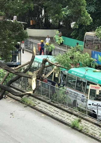 塌下的树枝阻碍至少4条行车线，并压毁两部小巴、两部巴士以及一部七人车。网图