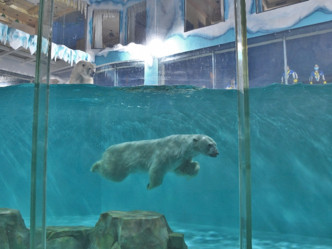 有保護動物團體指，北極熊不應被困動物園或水族館中。網圖