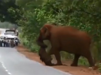 一只大象为用鼻拖着一只小象尸体。　影片截图