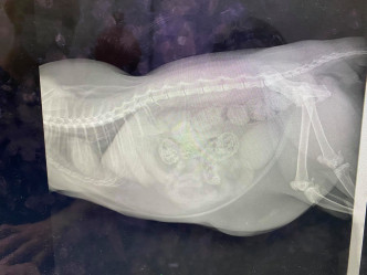 獸醫檢查過後，指流浪貓沒有大礙，只是太肥。網民Faye Lam圖片