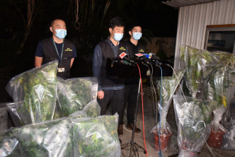 海关在西贡村屋检出13棵大麻及朱古力值100万元。