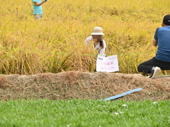 大媽在稻田內拍照
網民James Lo圖片