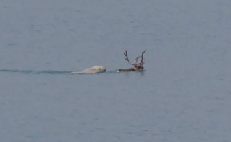 馴鹿落水後被游近的北極熊抓住。網圖