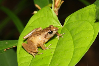 盧文氏樹蛙是本港獨有的瀕危物種。
