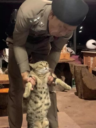 泰国警方逮捕一只猫。(网图)