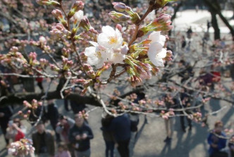 東京櫻花比往年提早了10日，亦較去年提早9日盛開。