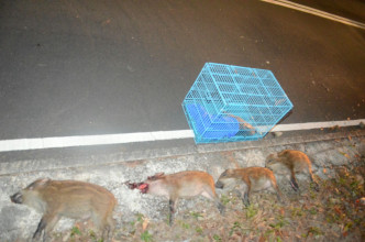 荃湾野猪被撞四死一重伤。