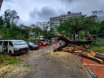 東頭邨塌樹。