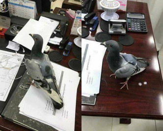今年5月，科威特也有一隻鴿子「飛鴿傳毒」。twitter圖片