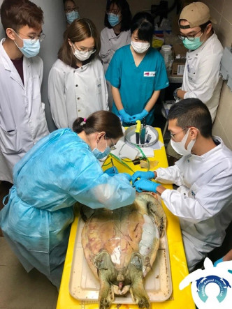 城市大學臨床動物醫學系同海洋污染國家重點實驗室協助漁護署處理兩隻海龜屍體。