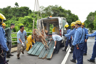 西贡北潭路近麦理浩夫人渡假村的一处山坡，今早附近村民发现一只约两米长的黄牛，跌落5米斜坡下。林思明摄