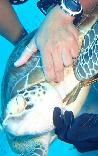 被港人解救的海龜。網上圖片