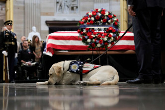 老布殊去年底与世长辞，记者在追悼会上拍摄到「萨利」伏在灵柩前面闷闷不乐。